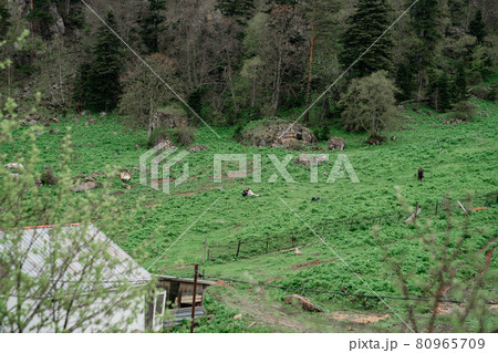 shooting from afar. bride and groom in wedding clothes walk through the clearing 80965709