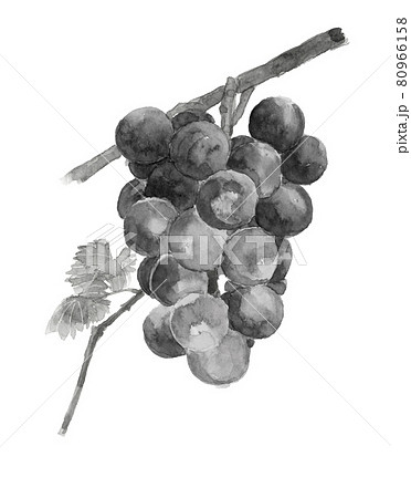 葉付きブドウ オーロラブラック 巨峰 モノトーン 水墨画風水彩画 白バックのイラスト素材