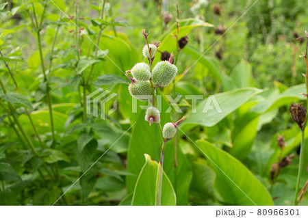 食用カンナの蕾　学名：Canna deulis 　英名：Achira、Edible canna 80966301