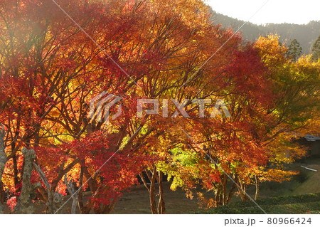 秋紅葉 本宮山 燃える木々 秋紅葉 本宮山 燃える木々 80966424
