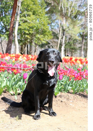 チューリップと黒ラブ 80966739