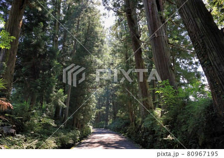日光杉並木街道/栃木県日光市 日光杉並木街道/栃木県日光市 80967195