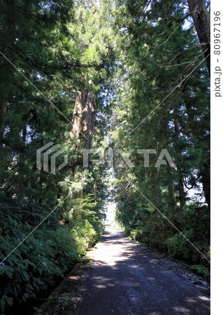 日光杉並木街道/栃木県日光市 日光杉並木街道/栃木県日光市 80967196