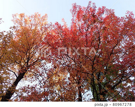 夕暮れ時にみる紅葉 80967278