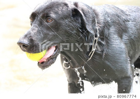 水遊びする黒ラブ 水遊びする黒ラブ 80967774