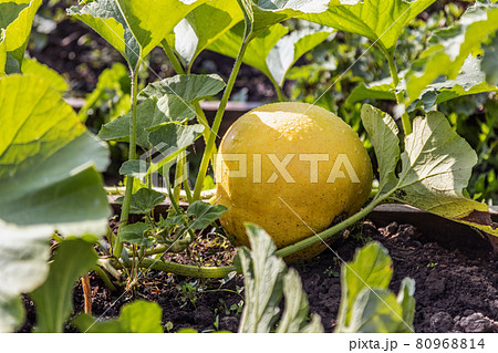 pumpkin grows in the garden on the bed 80968814