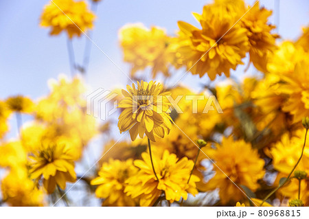 Primula elatior flowers on a blue sky background 80968815