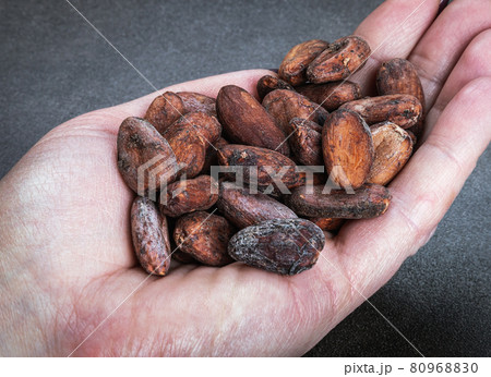 hand holds roasted Cocoa beans on a dark 80968830