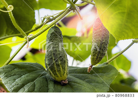 cucumbers ripen in the greenhouse in the garden cucumbers ripen in the greenhouse in the garden 80968833