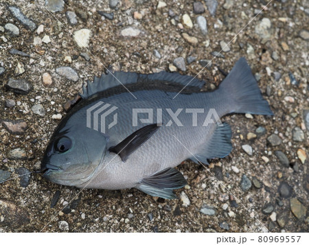 メジナ メジナ 80969557