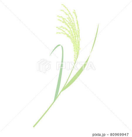 未成熟な稲穂のベクターイラストのイラスト素材