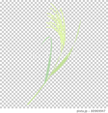 未成熟な稲穂のベクターイラスト 80969947