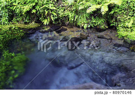 日本の名水百選に認定されている男池湧水群(大分県由布市) 日本の名水百選に認定されている男池湧水群(大分県由布市) 80970146