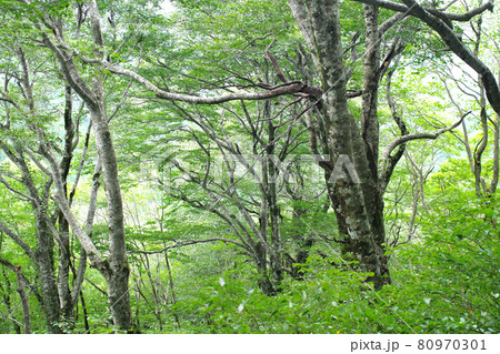ひろしま県民の森のブナ林の景色 80970301