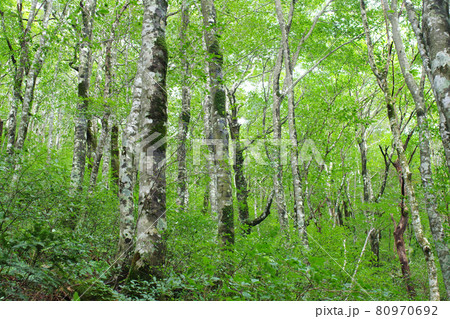 ひろしま県民の森のブナ林の景色 ひろしま県民の森のブナ林の景色 80970692