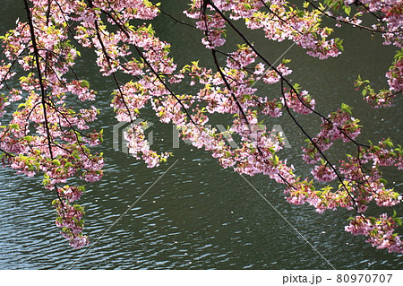 春爛漫満開 80970707