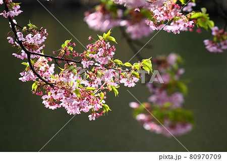 春爛漫満開 80970709