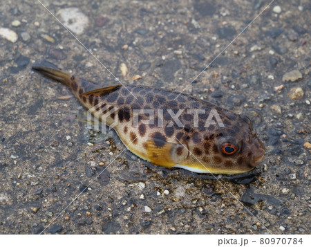 ヒガンフグ ヒガンフグ 80970784