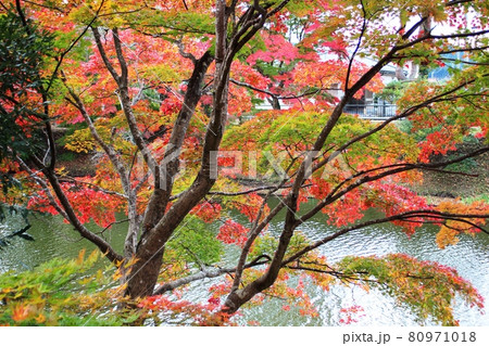 お堀に映り込む紅葉　棚倉城跡 80971018