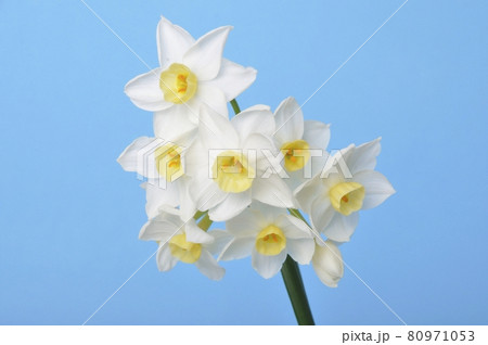 Yellow and white daffodils on blue background Yellow and white daffodils on blue background 80971053