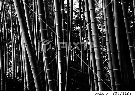竹林の様相（モノクロイメージ） 80971138