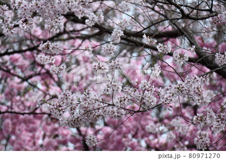 春爛漫満開 春爛漫満開 80971270