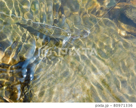 ハヤ釣り ハヤ釣り 80971336