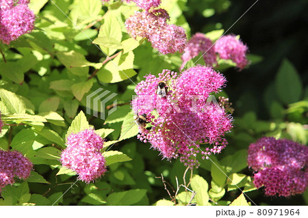 葉の色が綺麗な黄金シモツケ ゴールドフレームの写真素材