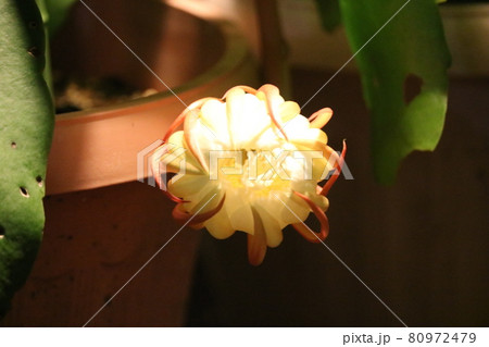 月下美人　一晩だけの花　 80972479