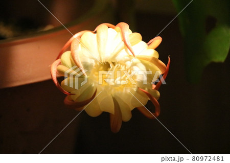 月下美人 一夜の花 月下美人 一夜の花 80972481