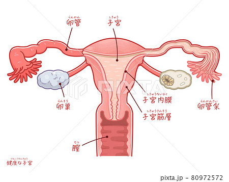 健康な子宮 卵巣 卵管のイラスト テキスト付き のイラスト素材