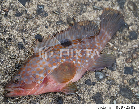 キジハタ 80972588