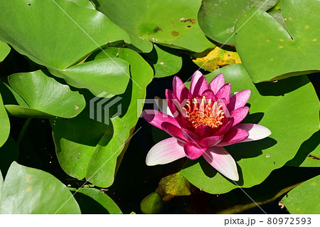 日本庭園・白鳥庭園の蓮池の花 日本庭園・白鳥庭園の蓮池の花 80972593