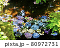 水面に紫陽花 80972731