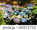 水面に紫陽花 80972733