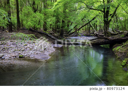日本の名水百選に認定されている男池湧水群（大分県由布市） 80973124