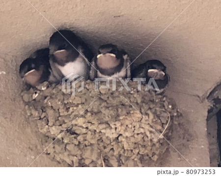 ツバメの巣 ツバメの巣 80973253