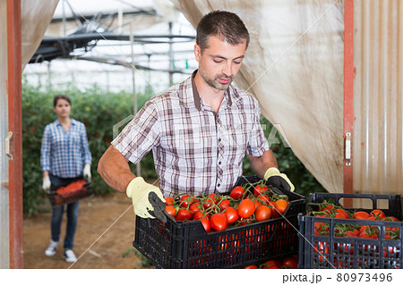 Farmer arranging crates with harvested tomatoes in glasshouse Farmer arranging crates with harvested tomatoes in glasshouse 80973496