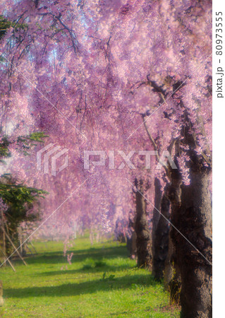 枝垂れ桜 80973555