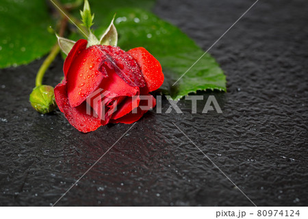 Single red rose with water droplets laying on black background Single red rose with water droplets laying on black background 80974124