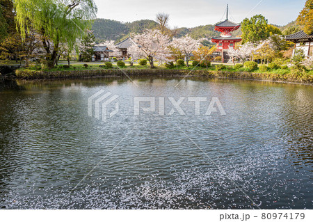 大覚寺門跡の春、心経宝塔と放生池に散る満開の桜 80974179