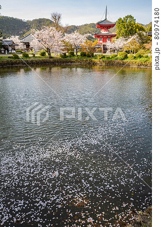 大覚寺門跡の春、心経宝塔と放生池に散る満開の桜 80974180