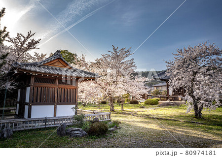大覚寺門跡の春、閼伽堂（あかどう）に春の日差しと満開のソメイヨシノ 80974181