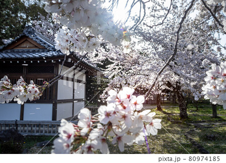 大覚寺門跡の春、閼伽堂(あかどう)に満開のソメイヨシノと桜吹雪 大覚寺門跡の春、閼伽堂(あかどう)に満開のソメイヨシノと桜吹雪 80974185