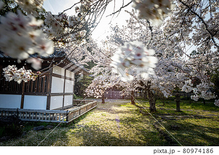 大覚寺門跡の春、閼伽堂(あかどう)に満開のソメイヨシノと桜吹雪 大覚寺門跡の春、閼伽堂(あかどう)に満開のソメイヨシノと桜吹雪 80974186