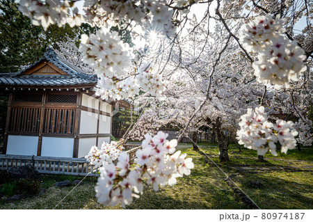 大覚寺門跡の春 閼伽堂 あかどう に満開のソメイヨシノと桜吹雪の写真素材
