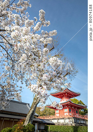 大覚寺門跡の春、蓮華殿と心経宝塔に満開のソメイヨシノ 80974188