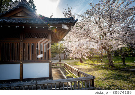 大覚寺門跡の春、閼伽堂(あかどう)に満開のソメイヨシノと桜吹雪 大覚寺門跡の春、閼伽堂(あかどう)に満開のソメイヨシノと桜吹雪 80974189