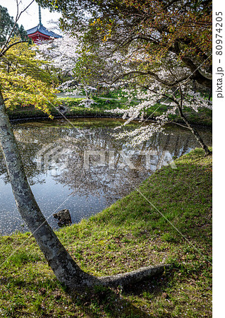 大覚寺門跡の春、満開の桜が散る大沢池の水路と遠目に心経宝塔 80974205