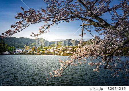 大覚寺門跡の春、満開の桜と大沢池の夕景 大覚寺門跡の春、満開の桜と大沢池の夕景 80974216